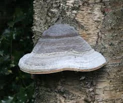 Продам трутовик справжній, листяний - фото № 1