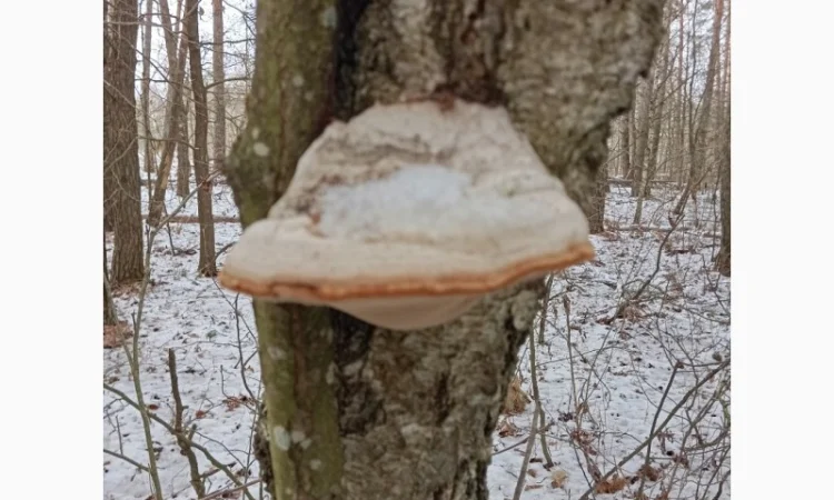 Гриб трутовик справжній, сушений - фото № 1