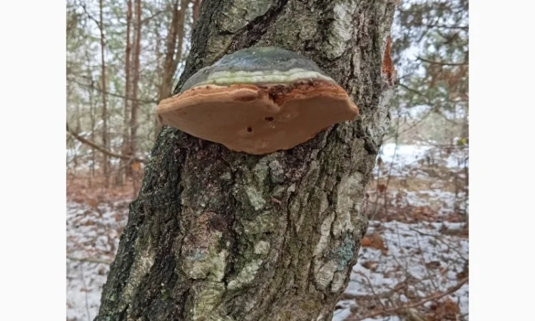 Гриб трутовик справжній, сушений - фото № 2