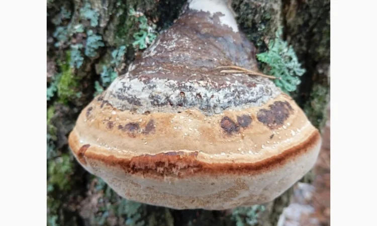 Гриб трутовик справжній, сушений - фото № 3