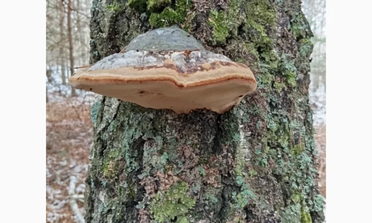 Гриб трутовик справжній, сушений - фото № 4