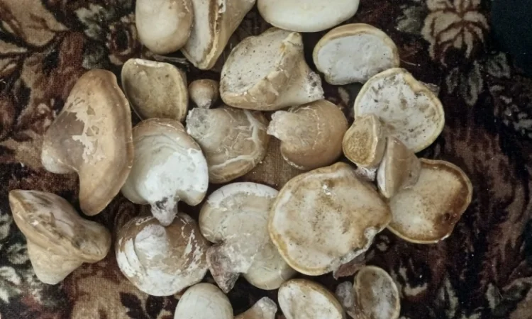 Продам трутовик Березова губка сухий - фото № 1