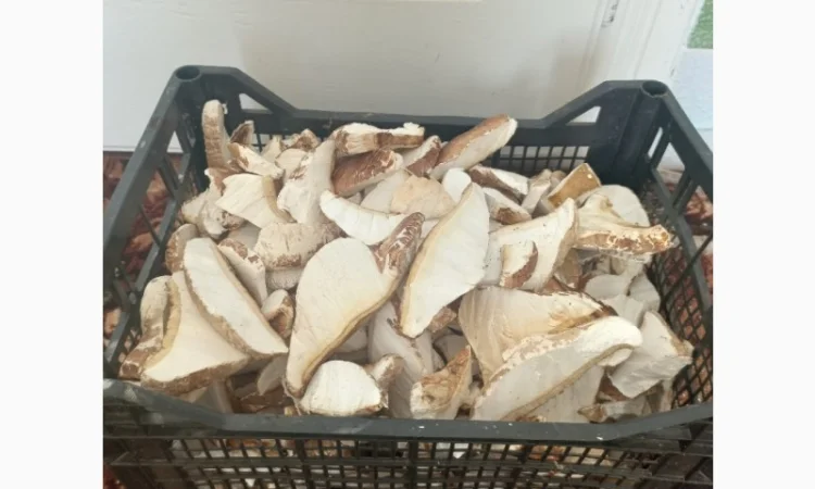 Продам трутовик Березова губка сухий - фото № 2