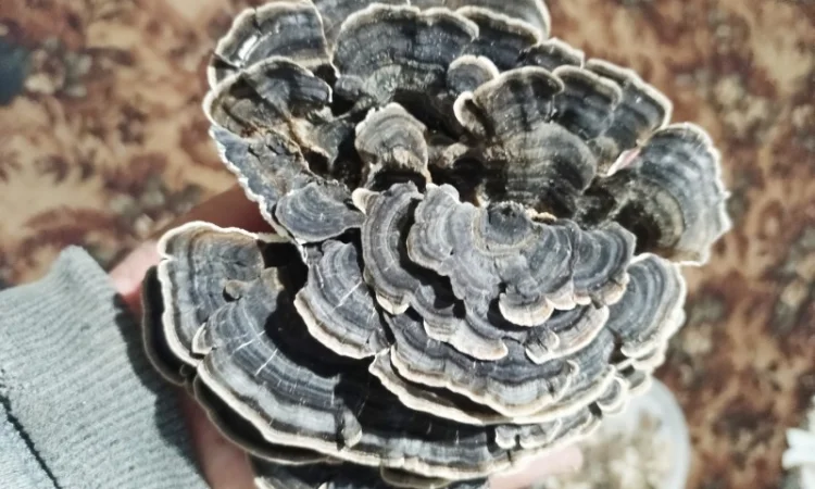 Траметес Різнокольоровий - фото № 1