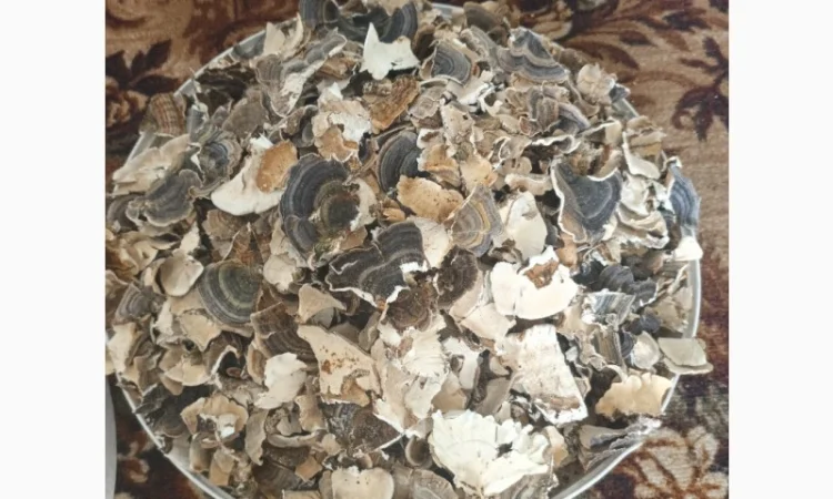 Траметес Різнокольоровий - фото № 2