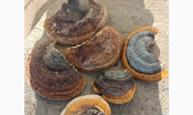 Продам трутовик Облямований - фото № 1