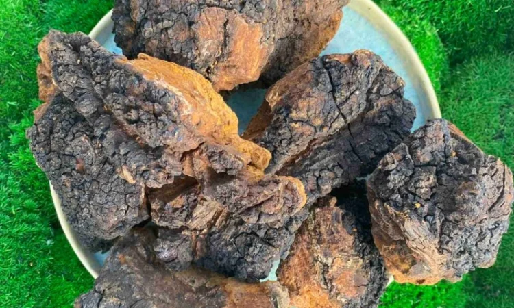 Гриб чага, сушений гриб чага - фото № 2