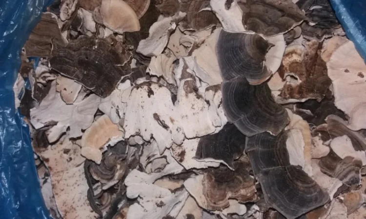 Продам траметис різнобарвний - фото № 1