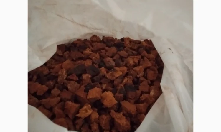 Гриб чага - фото № 2