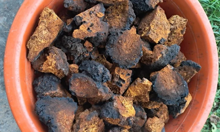 Продам березовий гриб (чага) сухий - фото № 1