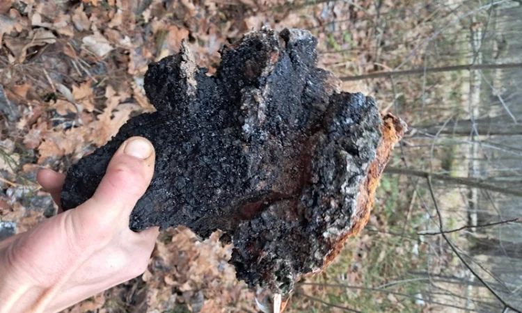 Продам березовий гриб (чага) сухий - фото № 2