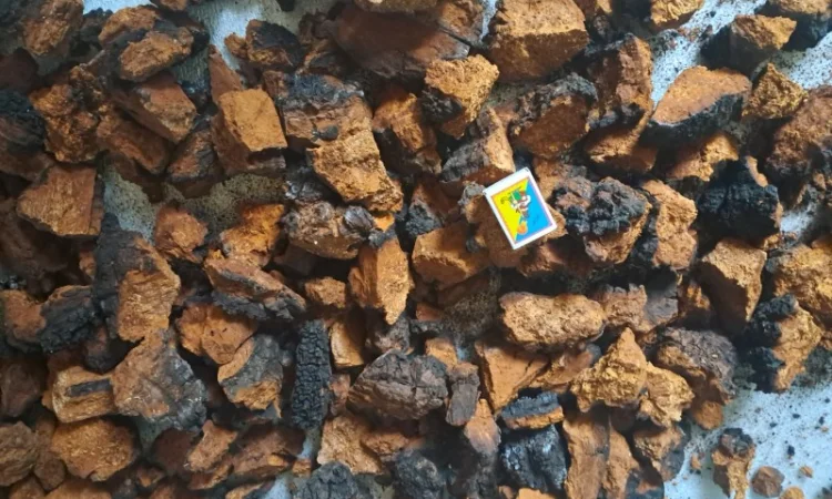 Продам березовий гриб (чага) сухий - фото № 4