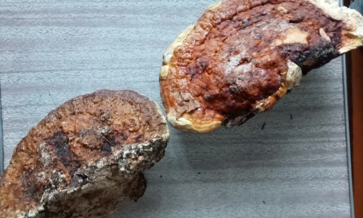 Продам гриб трутовик облямований (окаймлённый) + гриб трутовик звичайний - фото № 1