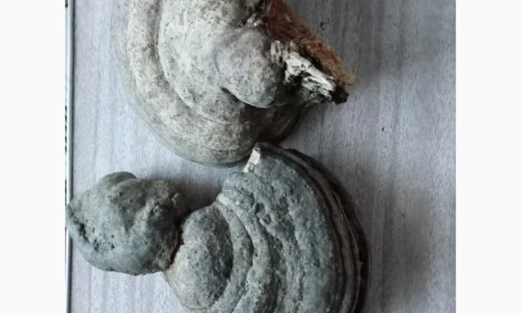 Продам гриб трутовик облямований (окаймлённый) + гриб трутовик звичайний - фото № 2