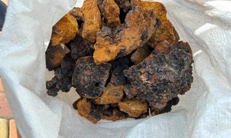 Продам гриб Чага - фото № 1