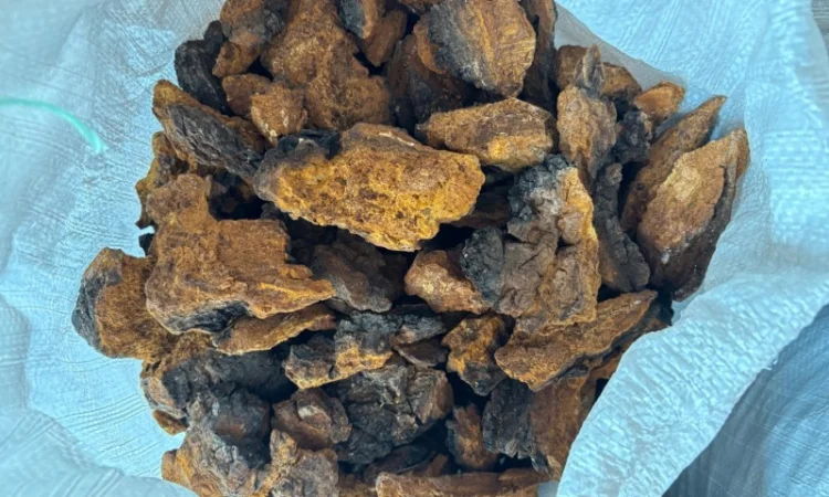 Продам гриб Чага - фото № 2