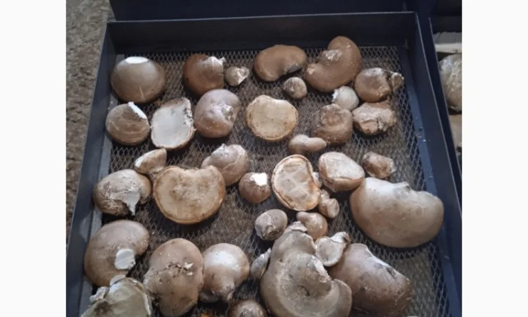 Трутовик берёзовая губка - фото № 1