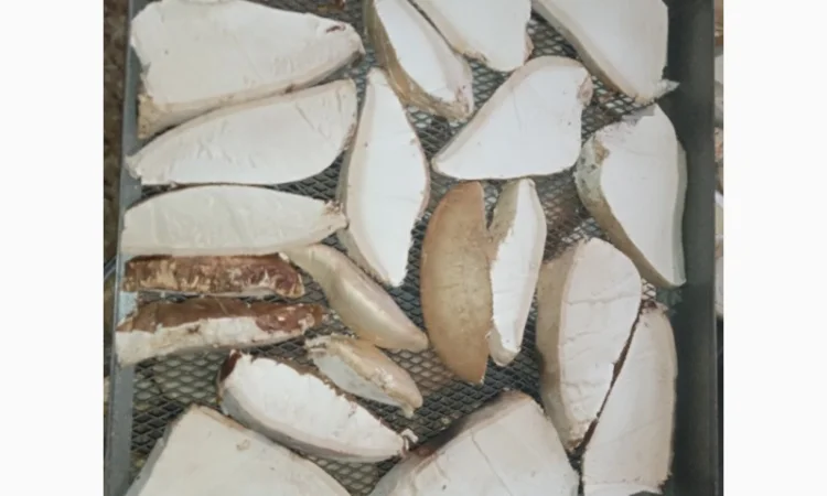 Трутовик берёзовая губка - фото № 2