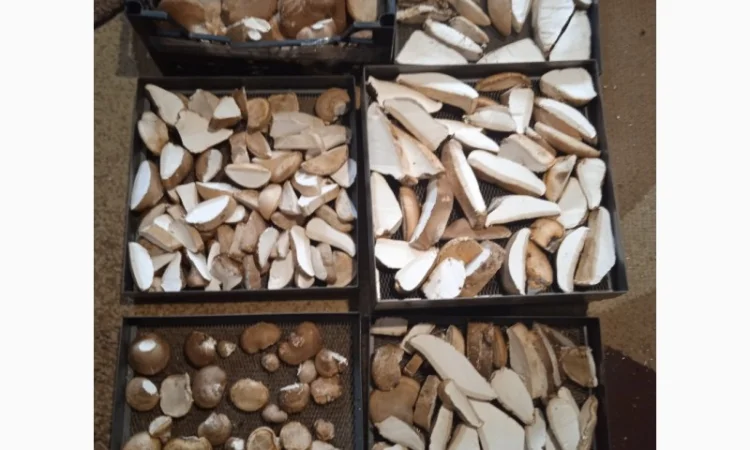 Трутовик берёзовая губка - фото № 3