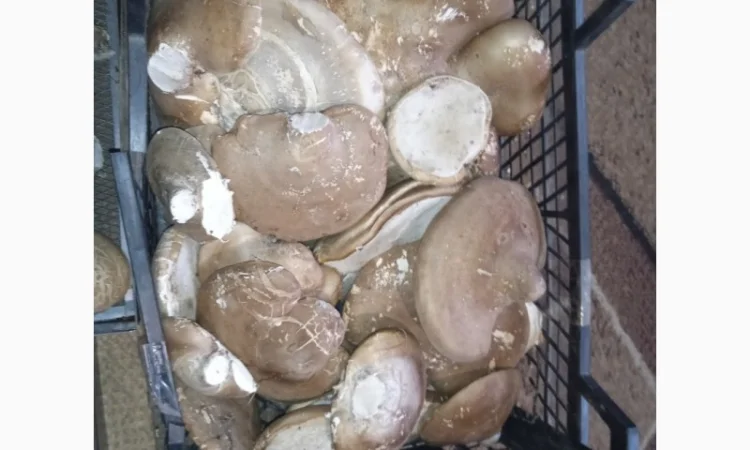 Трутовик берёзовая губка - фото № 4