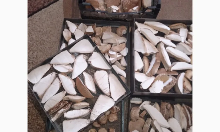 Трутовик берёзовая губка - фото № 5