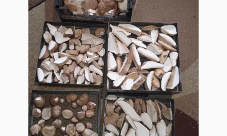 Трутовик берёзовая губка - фото № 6