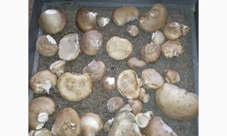 Трутовик берёзовая губка - фото № 7