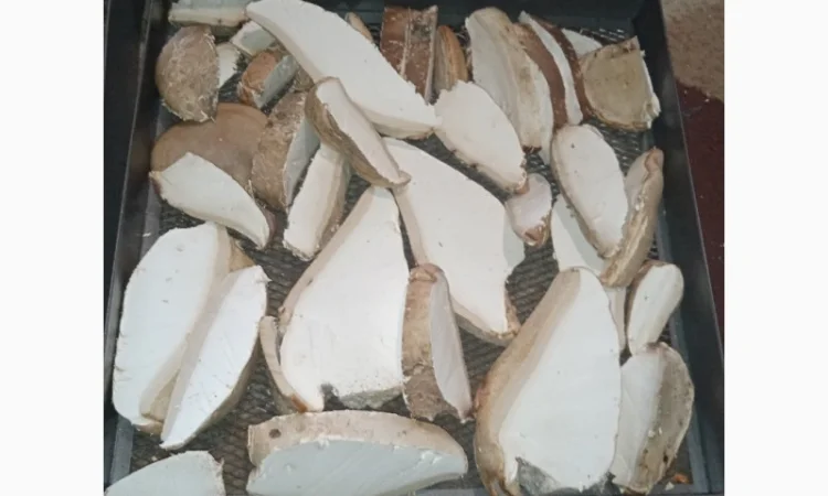 Трутовик берёзовая губка - фото № 8