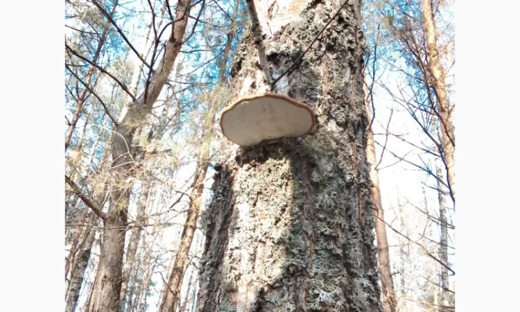 Трутовик берёзовая губка высушенная - фото № 1