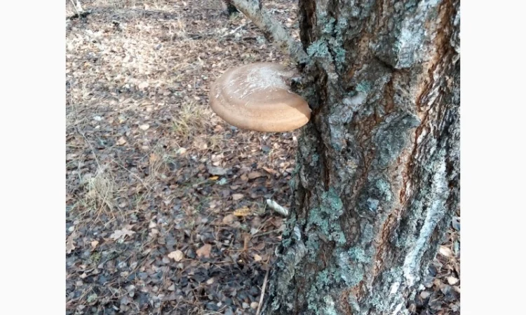 Трутовик берёзовая губка высушенная - фото № 2