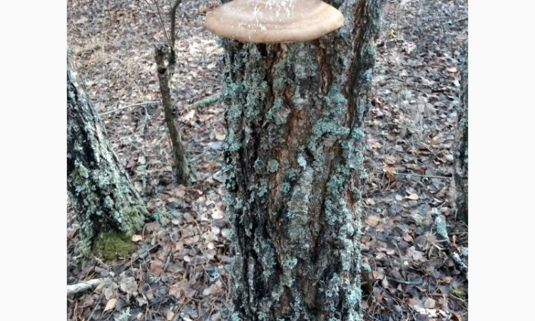 Трутовик берёзовая губка высушенная - фото № 3