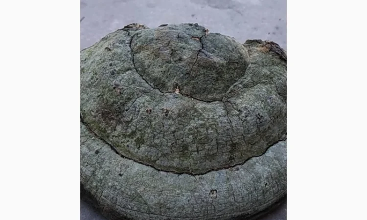 Гриб трутовик - фото № 1