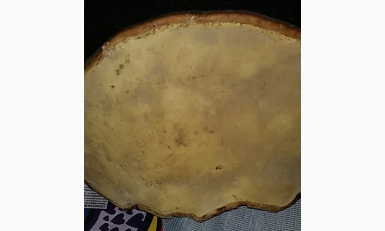 Гриб трутовик - фото № 2