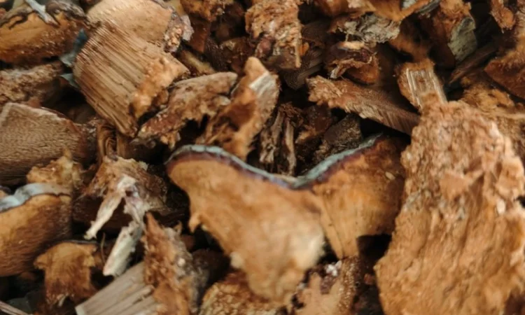 Гриб трутовик - фото № 3