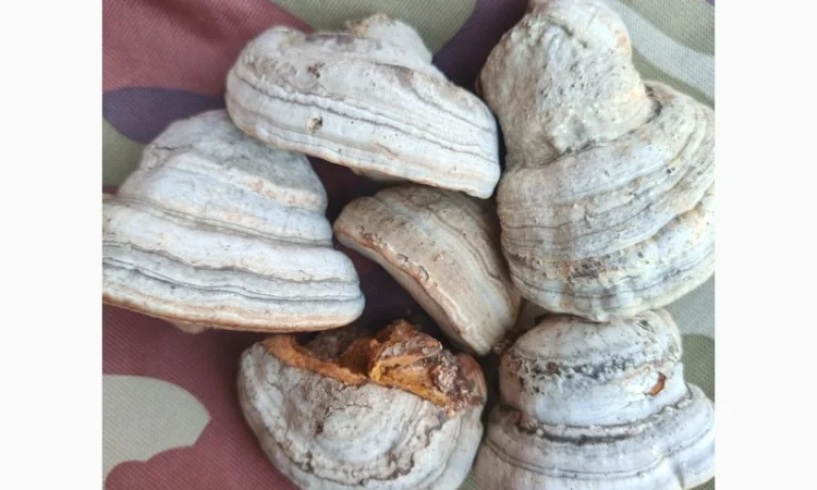 Гриб трутовик - фото № 4