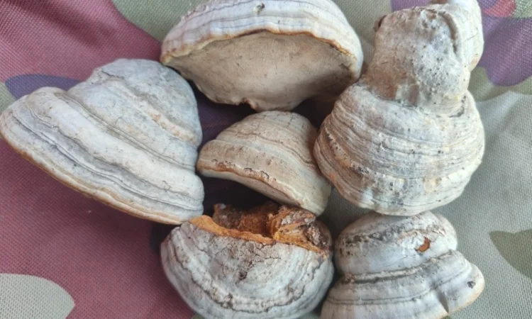 Гриб трутовик - фото № 5