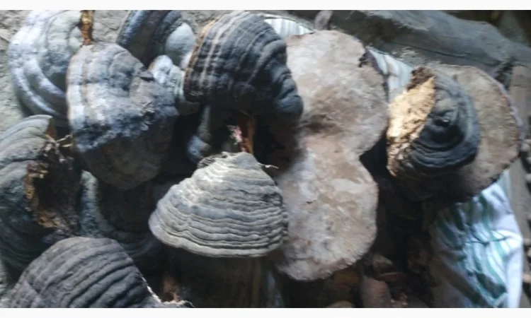 Трутовик Березовый - фото № 1