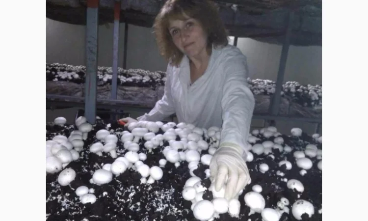 Продам гриби шампіньйони, до 30 000 кг щомісячно - фото № 4