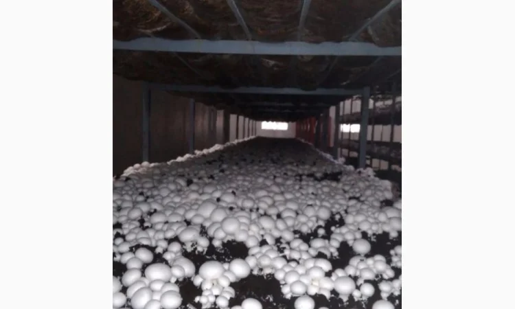 Продам гриби шампіньйони, до 30 000 кг щомісячно - фото № 2