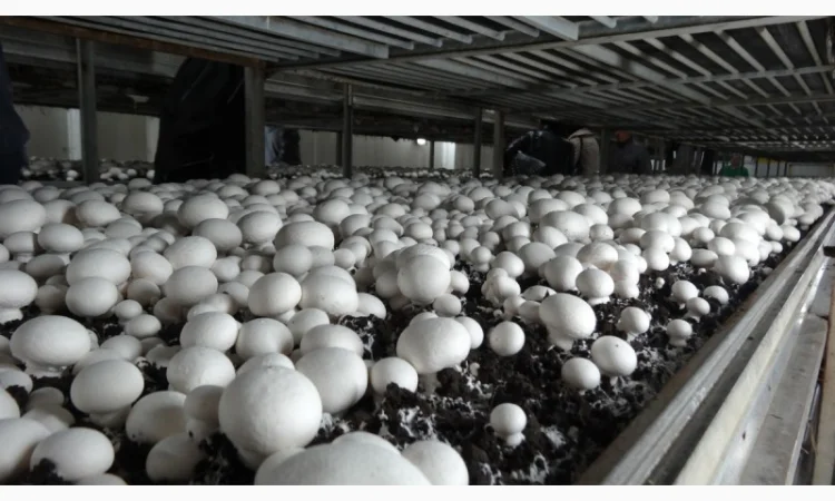 Продам гриби шампіньйони, до 30 000 кг щомісячно - фото № 3