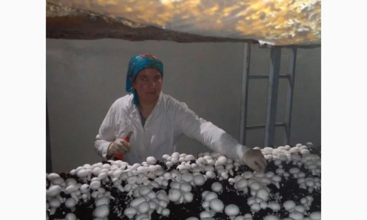 Продам гриби шампіньйони, до 30 000 кг щомісячно - фото № 5