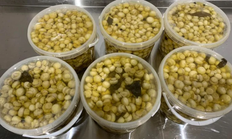 Продам гриби шампіньйони мариновані в пластикових відерцях - фото № 5