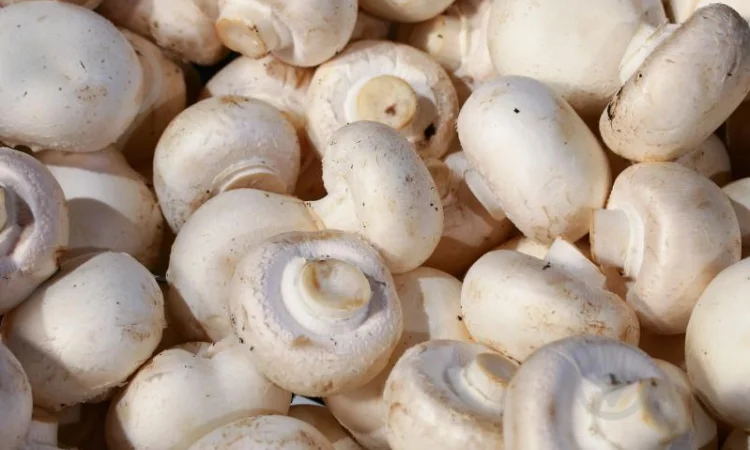 Куплю шампиньоны на переработку - фото № 1