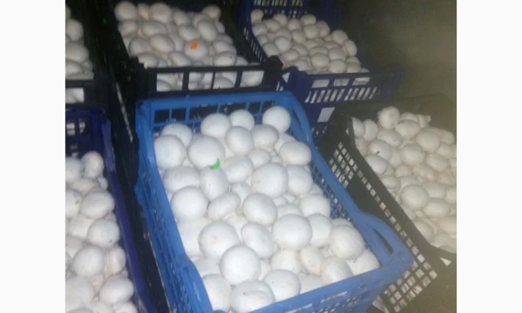 Шампіньйони - фото № 1