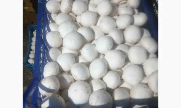 Шампіньйони - фото № 2