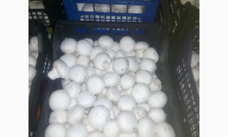 Шампіньйони - фото № 3