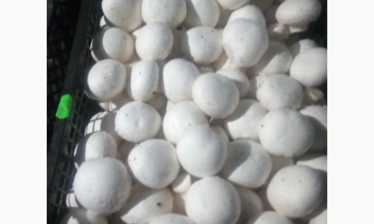 Шампіньйони - фото № 4