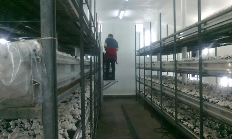 Шампіньони свіжі оптом на продаж - фото № 3