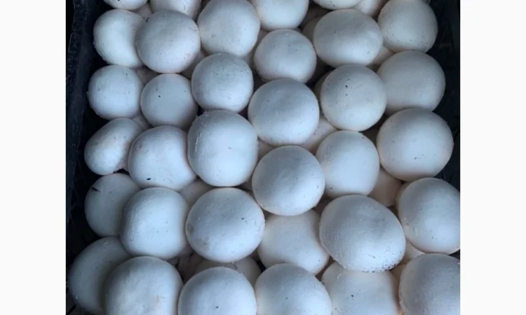 Шампіньйони гриби, печериці гриби. Оптом - фото № 2