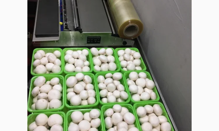 Грибы шампиньйоны фасованные - фото № 2